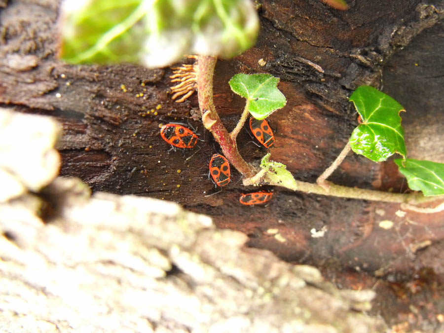 Pyrrhocoris apterus?